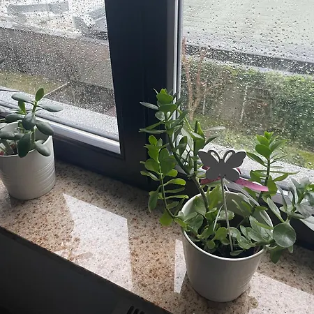 Motylkowa 125 M2 5 Pokoi Appartement *